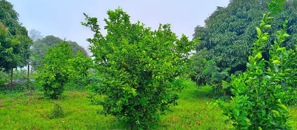 Samburu farmers working in regenerative agriculture